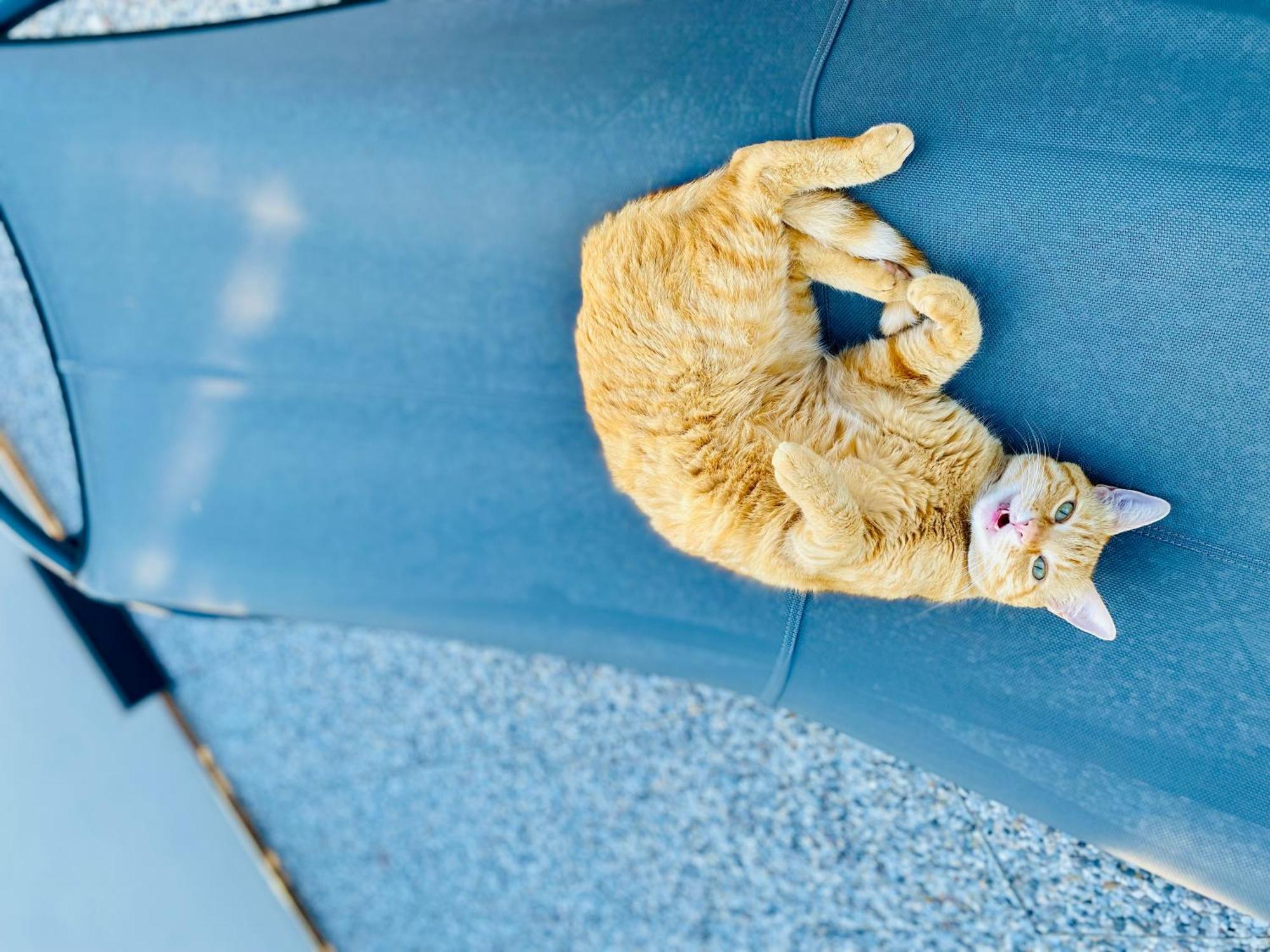 The Luxory Cat Bed & Breakfast มิลาน ภายนอก รูปภาพ